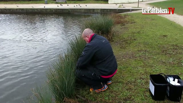Chasse aux rats à Bussy-Saint-Georges