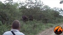 2 Angry Elephants Unexpectedly Charge A Vehicle - Latest Wildlife Sightings