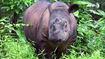 The fight to save Earth's smallest rhino in Sumatra's jungles