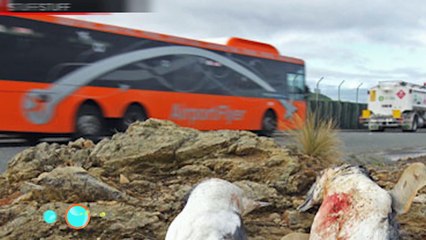 Nova Zelândia construiu passagem que permite que os pinguins atravessem a estrada.