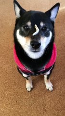 Is this dog the world's fastest treat-catcher?