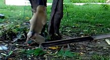 Un mono juega con un gato como si fuera su mascota. Curioso e insólito.