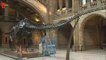 À Londres, Dippy le diplodocus quitte le Muséum d'histoire naturelle