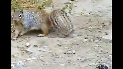 【捕食】蛇VSリス捕食されるのはどちらなのか？