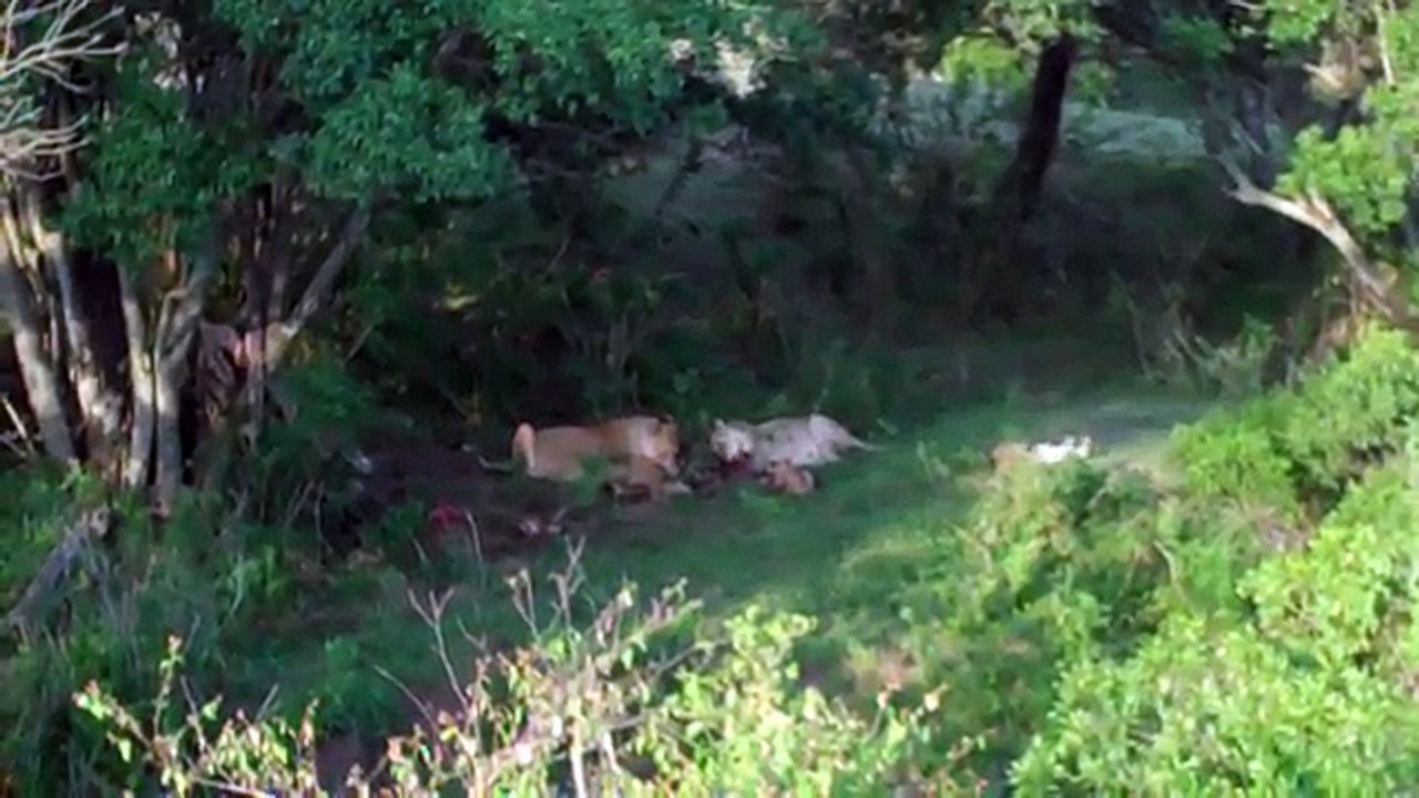Trapped with Lions