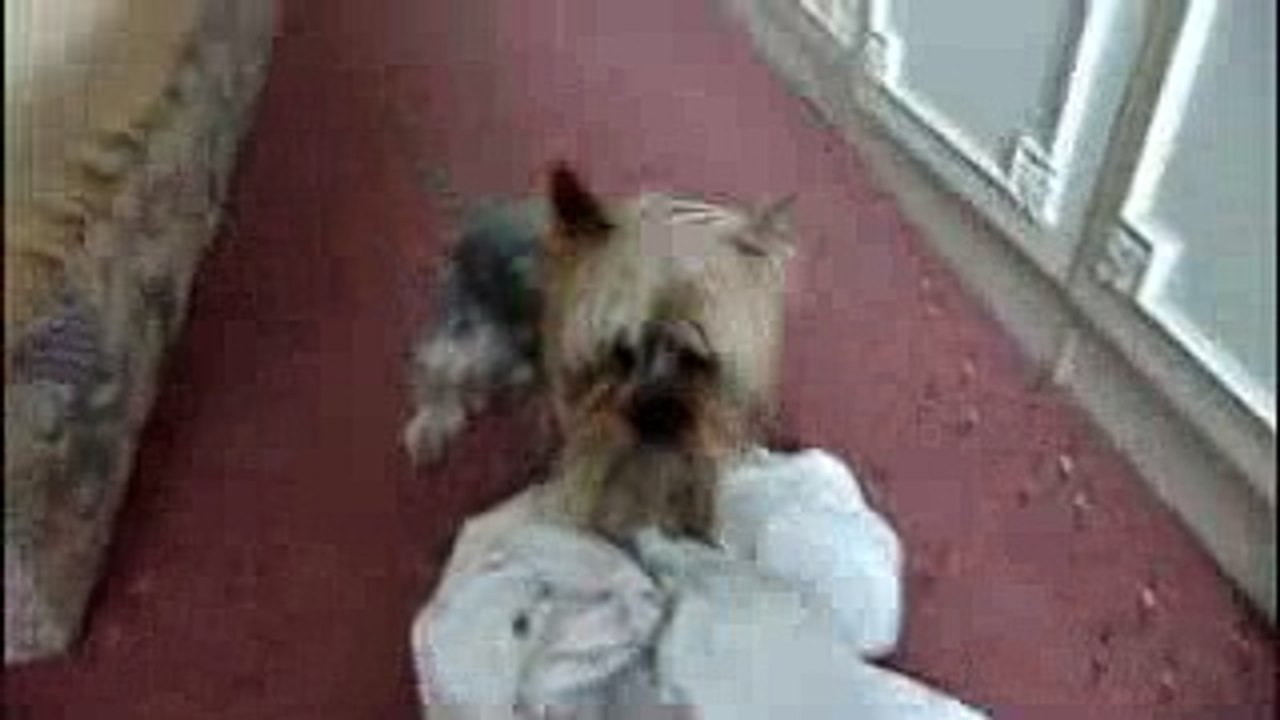 Yorkie _The Digger_