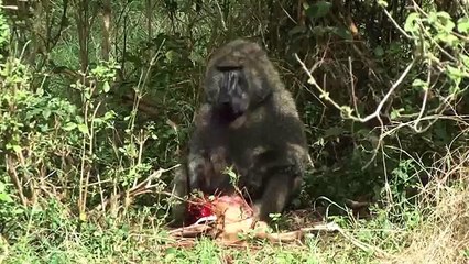 Baboon eating Baby Impala alive