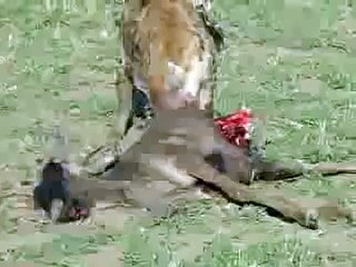 Hyena eating a baby wildebeest for breakfast!!