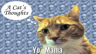 A Cat's Thoughts on Yo Mama-JuzdPO4tu60