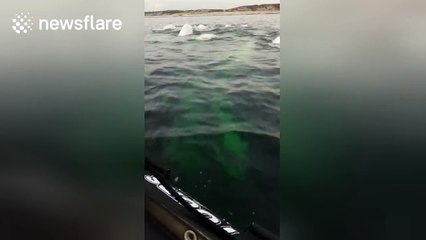Kayakers encounter big beluga whale pod