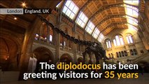 London bids farewell to Dippy the dinosaur