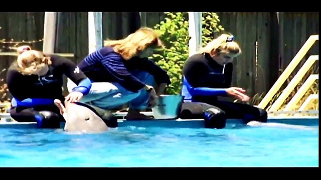 Discovery Channel Wildlife Animal Documentary - The Ultimate Guide of Dolphins
