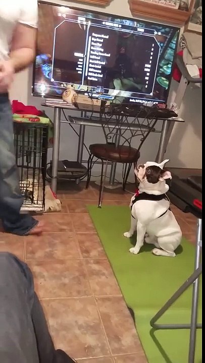 Teaching a French Bulldog Tricks