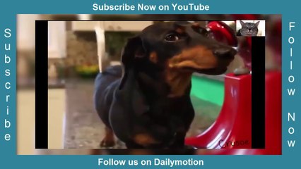 Have fun with dogs christmas - Funny compilation 2017- try not