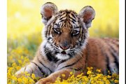 Happy Birthday from Tigger the Tiger! - Funny Birthday Songs