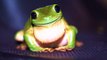 Happy Birthday! Funny Birthday Videos - Billy the Baby Bullfrog