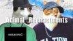 Ultimate Cat Tease Part 2 (Ultimate Dog Tease Parody)-3RwQ01P8Kcg