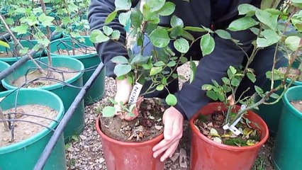 Tüplü Yediveren Gül Fidanı Dikimi Nasıl Olur