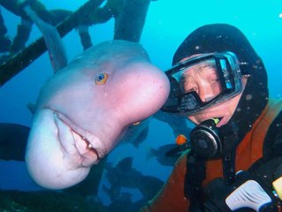 A Incrível Amizade De Um Peixe Com Um Homem Há 25 Anos!