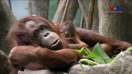 İki Haftalık Orangutan Görücüye Çıktı