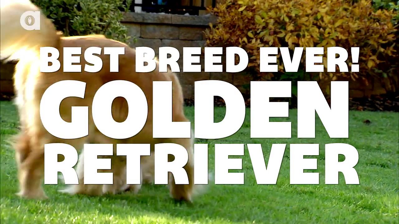 Golden Retriever Facts