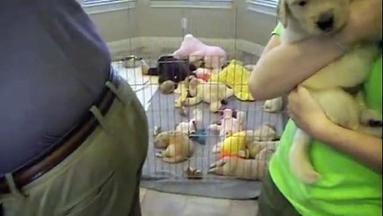 Golden Retriever puppies (4 weeks old)