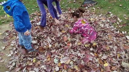Golden Retriever Puppies are the Cutest