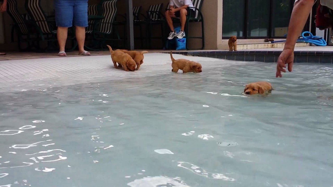 Golden Retriever Puppies in the pool