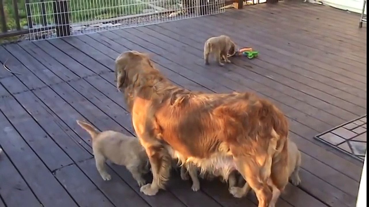 Golden Retriever Puppies on Deck 2nd Time - Part 1