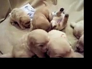 Golden Retriever Puppies Wrestling
