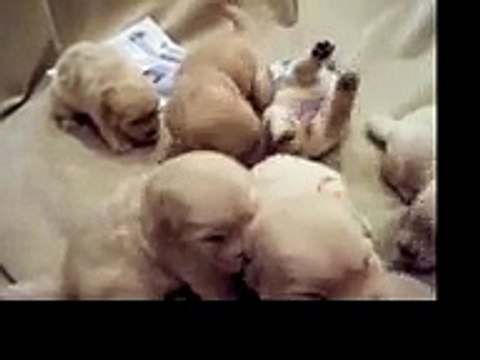 Golden Retriever Puppies Wrestling