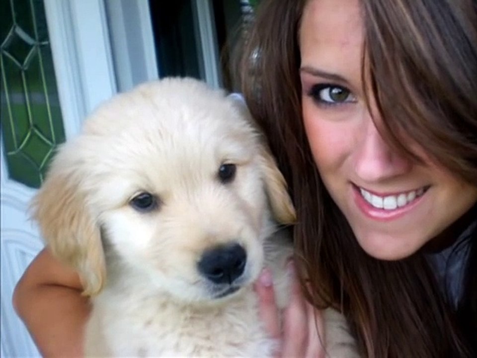 Golden Retriever Puppy - Murphee at 10 weeks