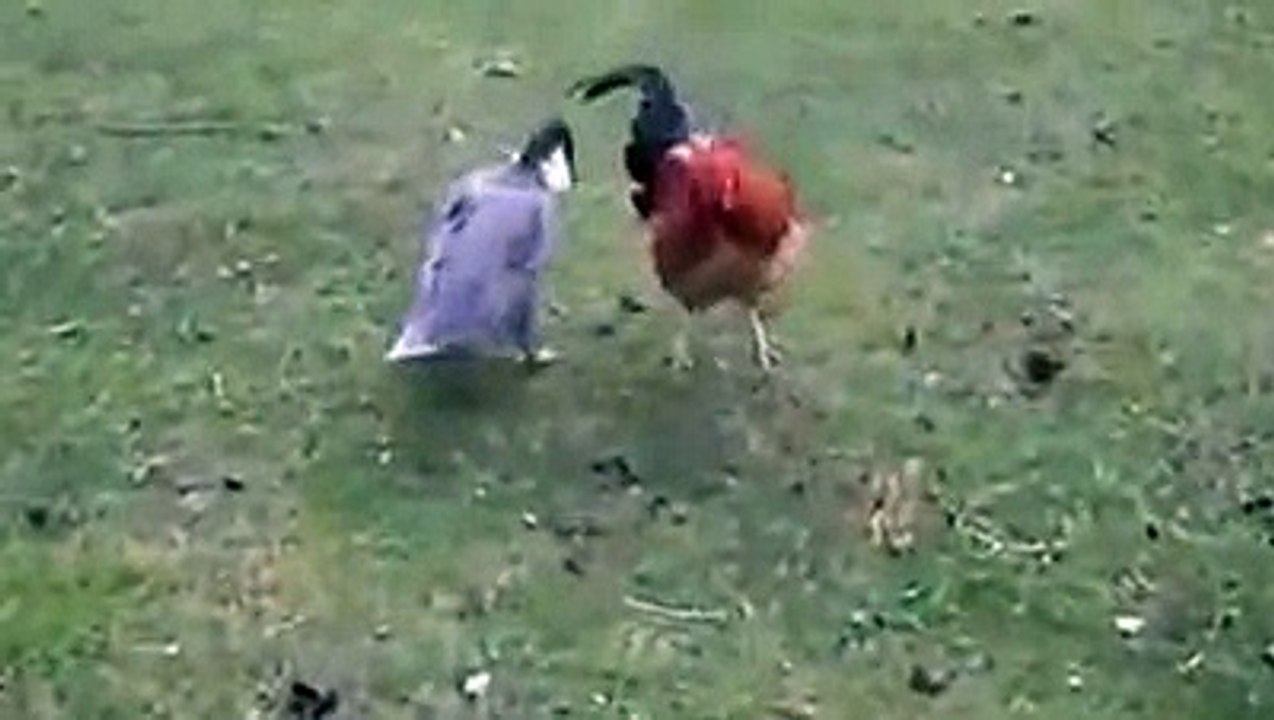 Güpegündüz Tecavüz..