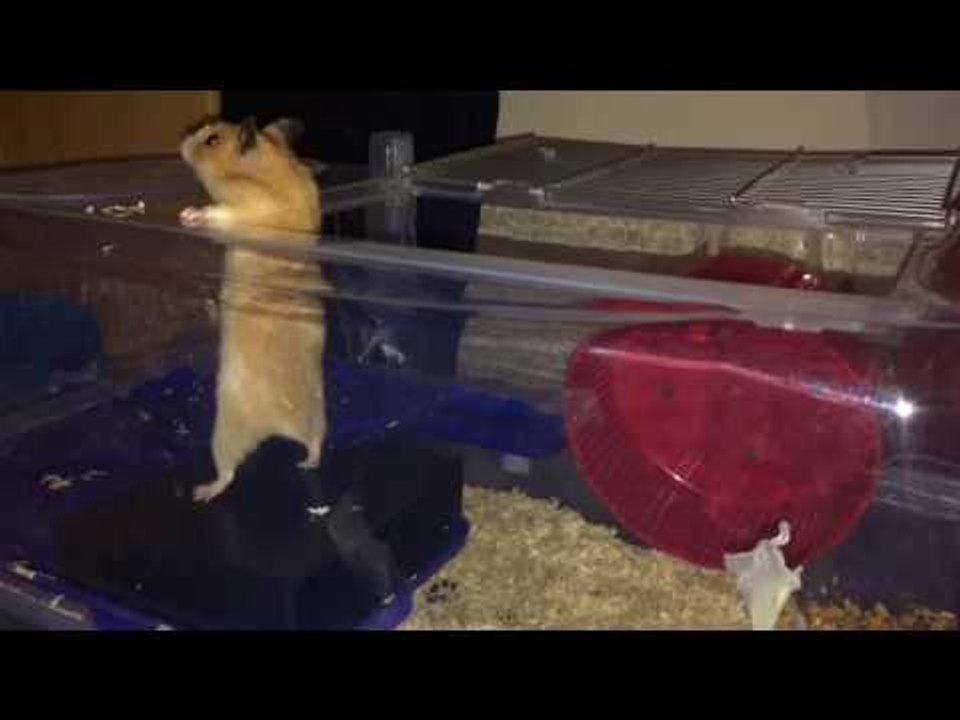 Daring Hamster Makes Great Escape