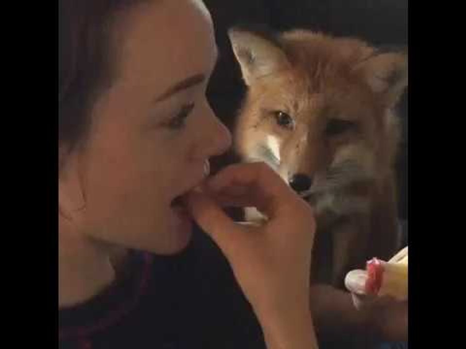 Fruit-Loving Fox Enjoys Tasty Apple