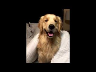 Dog Really Needs to Improve His Hide-and-Seek Skills
