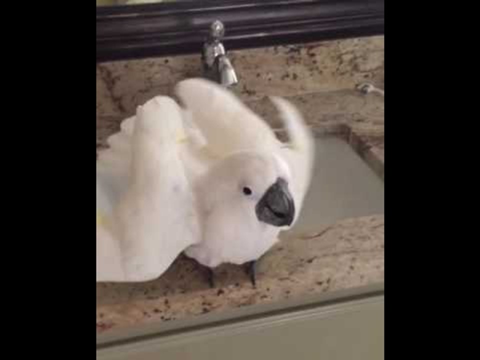 Pampered Cockatoo Enjoys Getting Her Hair Blowdried