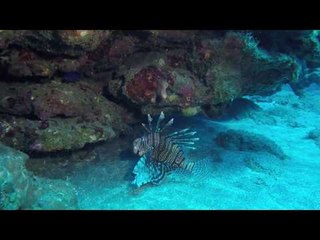 Lionfish Swims Off Coast of Dutch Caribbean Island