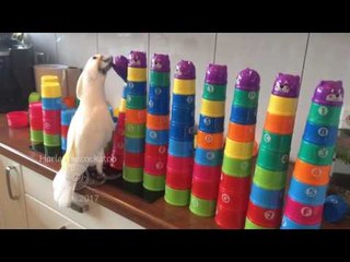 Cup-Loving Cockatoo Kicks-Off 2017 With a Bang