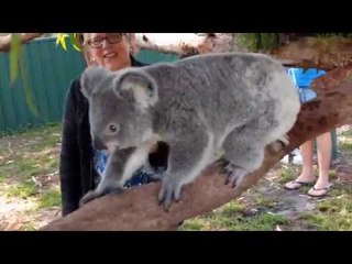 Sammi the Koala Curiously Explores New Enclosure
