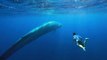 Blue Whales Nursing Off the Coast of Sri Lanka