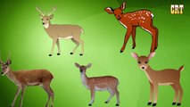 Finger Family Deer Forest | Deer Animal Finger Family Nursery Rhymes