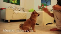 Shiba puppy learning new tricks