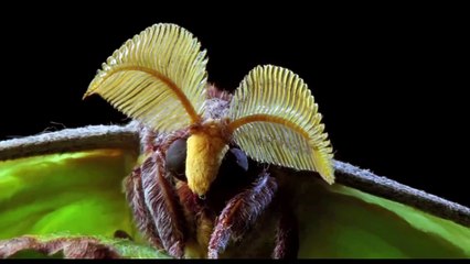 Micro Monsters Promo