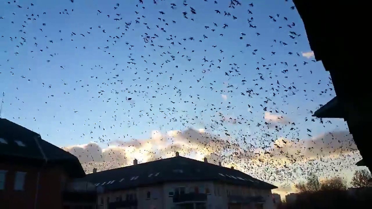 another reason to use an umbrella if you go out - 2240_kbps