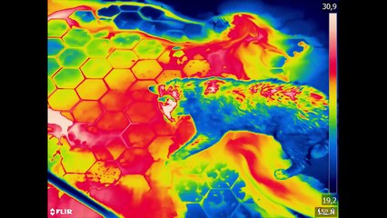Cats filmed with thermal camera
