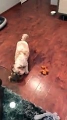 good pup cleans up after himself - 320_kbps