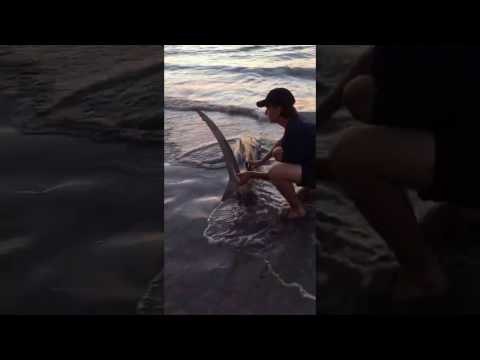 Fisherman Reels Tiger Shark Onto West Australian Beach