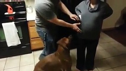 protective dog- won't let anyone touch pregnant lady - 320_kbps