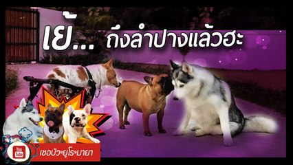 เชอบัว ยูโร มายา ตอนที่ 107  เย้...ถึงลำปางแล้วฮะ